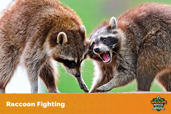 Facts About Raccoon Mating Season You Need To Know AAAC Wildlife Removal