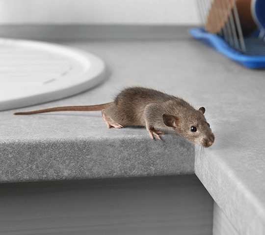 How to kill a house mouse