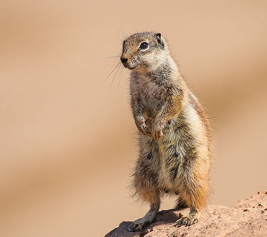 Gopher