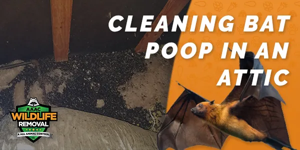 cleaning bat poop in an attic featured image