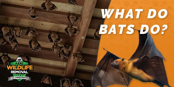Image of what do bats do?