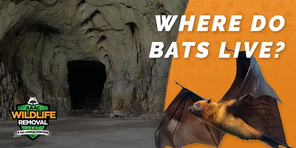 where do bats live featured image