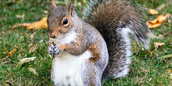fat squirrel eating a nut