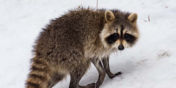 raccoon walking through snow