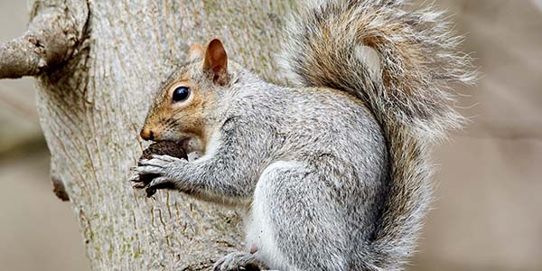 old grey squirrel eating a nut