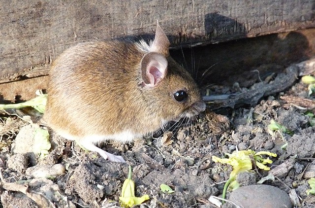field mouse on soil next to a wooden fence