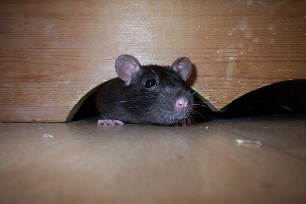 Is Something Scratching? What to Do if There are Mice in Your Attic
