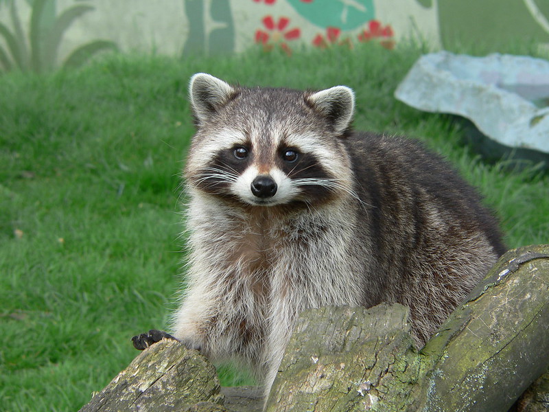 image of a raccoon