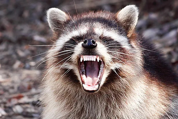 do raccoons hiss