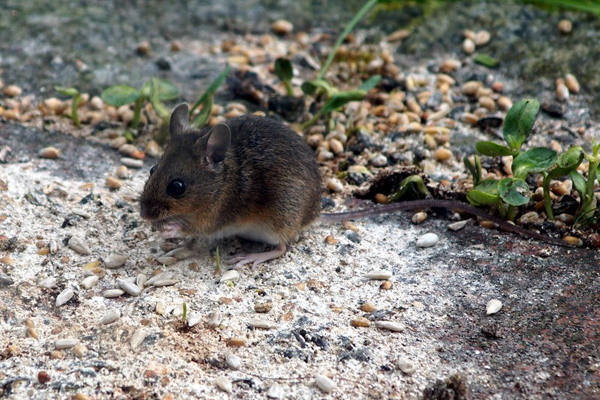 A house mouse outdoors