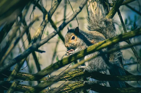 squirrel in some brush