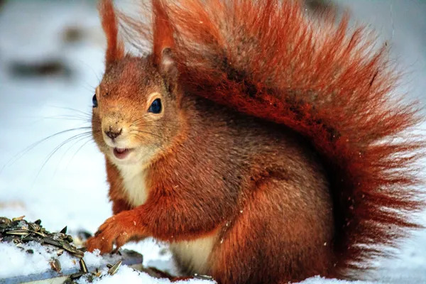 red squirrel in winter
