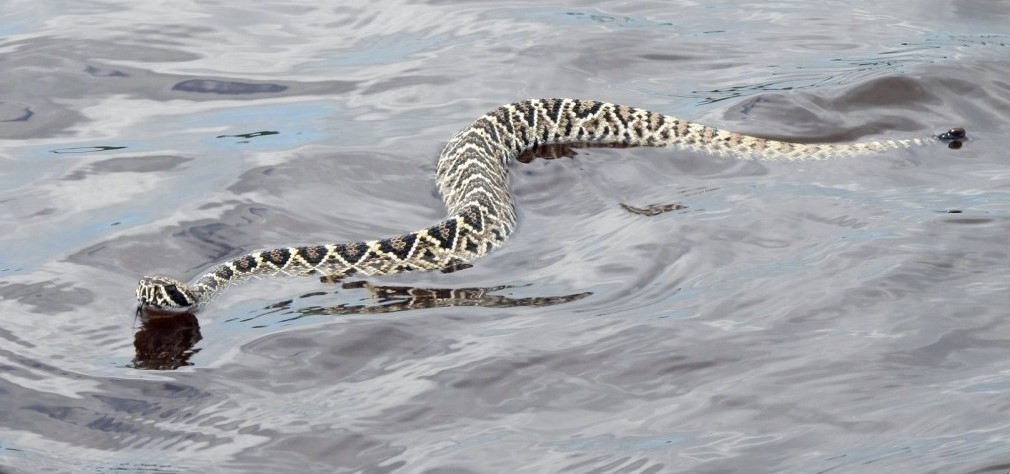 Do Rattlesnakes Swim Underwater?