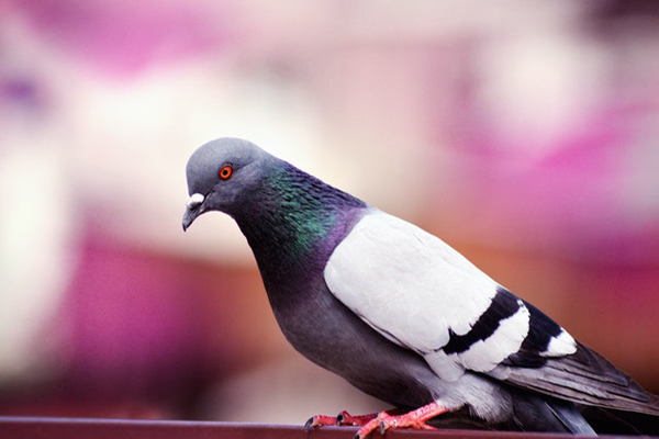 Image of a pigeon