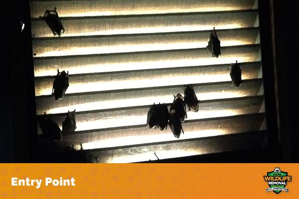 Can Bats Damage Your House? - AAAC Wildlife Removal