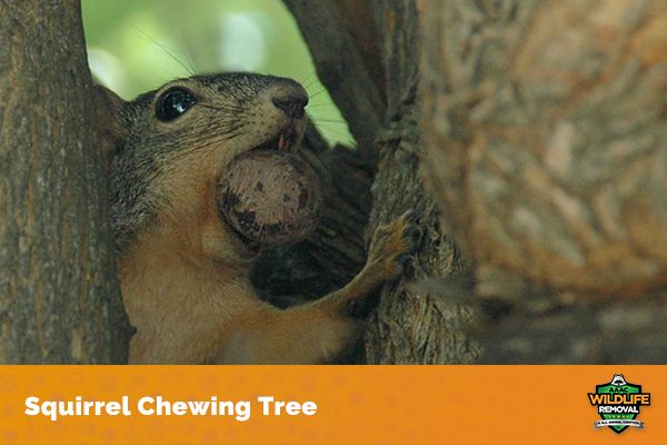 Do Squirrels Eat Tree Bark? - AAAC Wildlife Removal Do Squirrels Eat