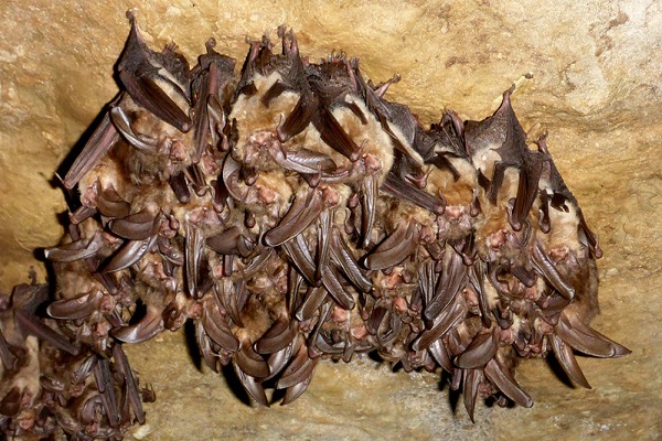 image of bats