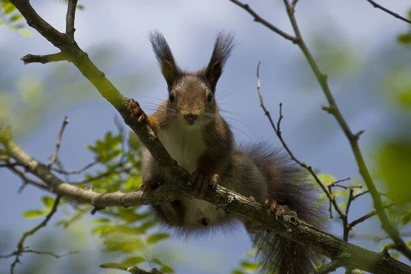 image of a squirrel