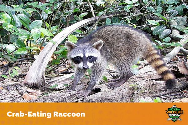 The Different Types Of Raccoons Aaac Wildlife Removal