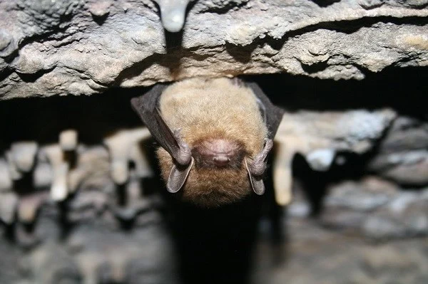 image of a bat