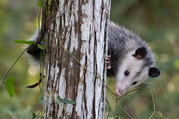 image of a opossum