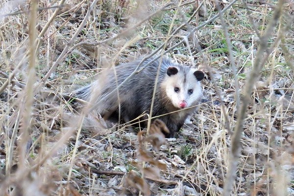 Image of opossum