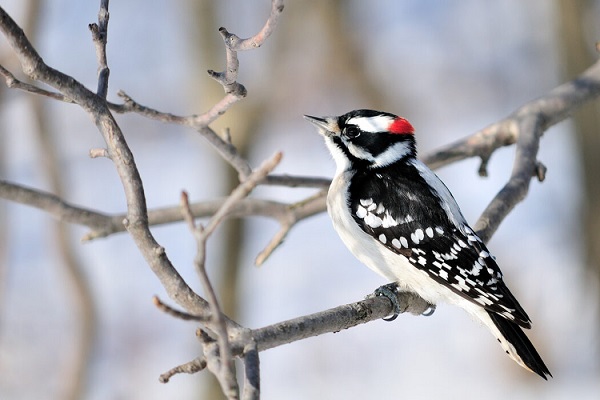 image of a woodpecker