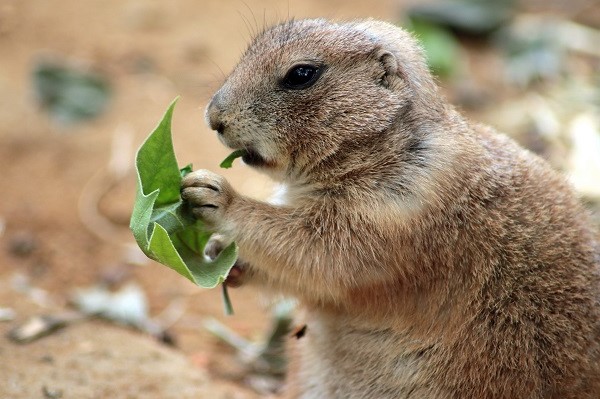 image of a gopher eating leaves