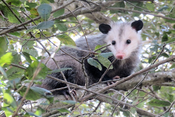 image of opossum