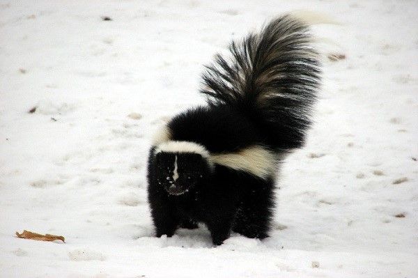 image of a skunk