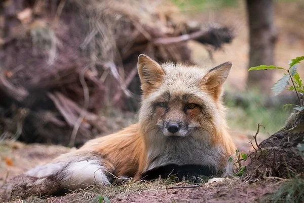 image of a fox sitting
