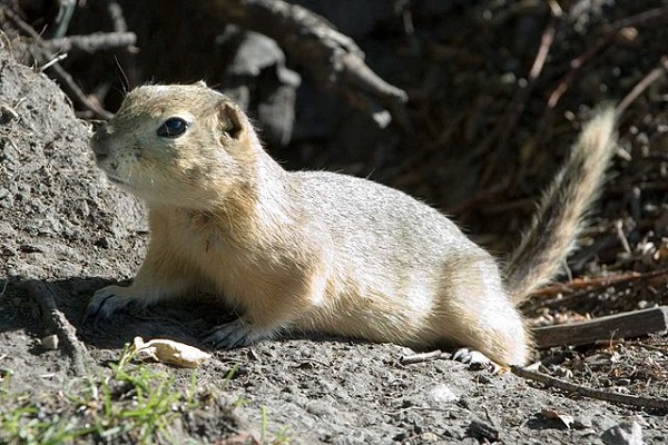 image of a gopher