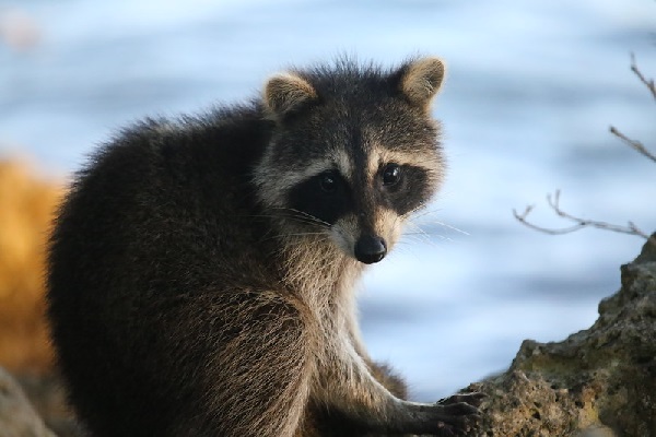 image of a raccoon sitting