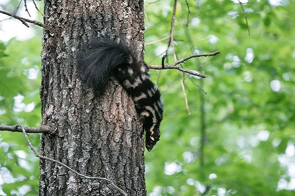 image of a skunk in the tree