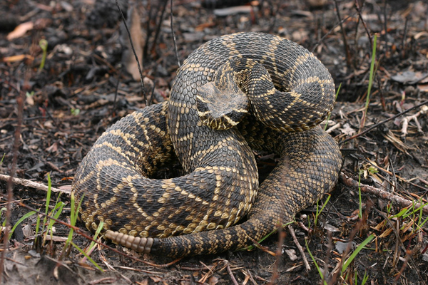 Image of a snake
