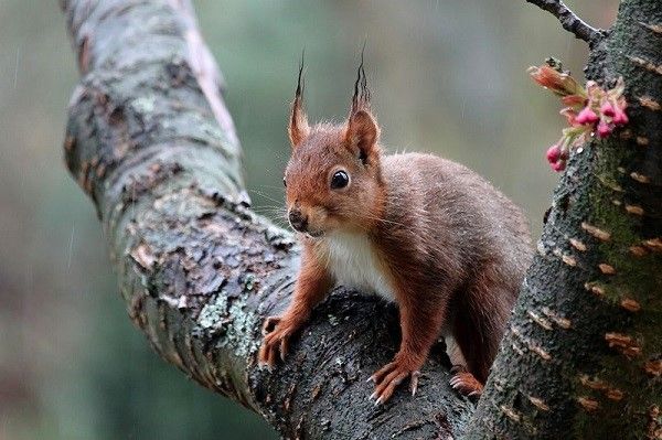 image of a squirrel on the tree