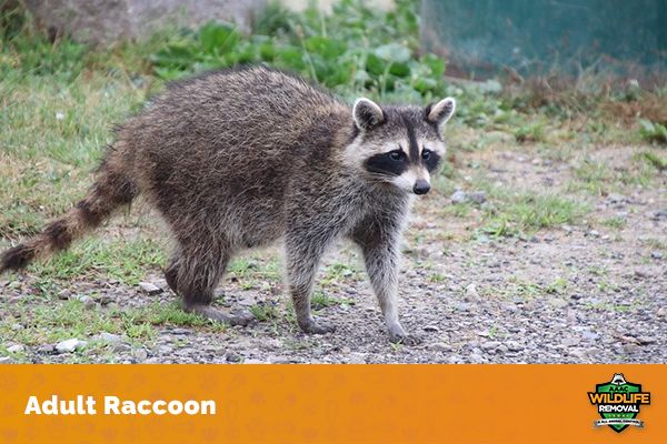 How Big is a Raccoon? - AAAC Wildlife Removal