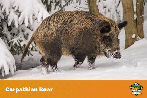 Carpathian Boar How Big is a Full-Grown Wild Boar? - AAAC Wildlife Removal