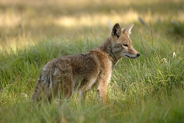image of a coyote standing on grass
