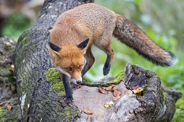 image of a fox