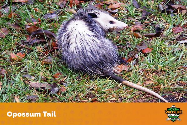 How Big Do Opossums Get? - AAAC Wildlife Removal