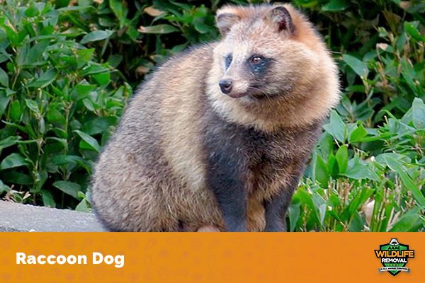 How Big is a Raccoon? - AAAC Wildlife Removal