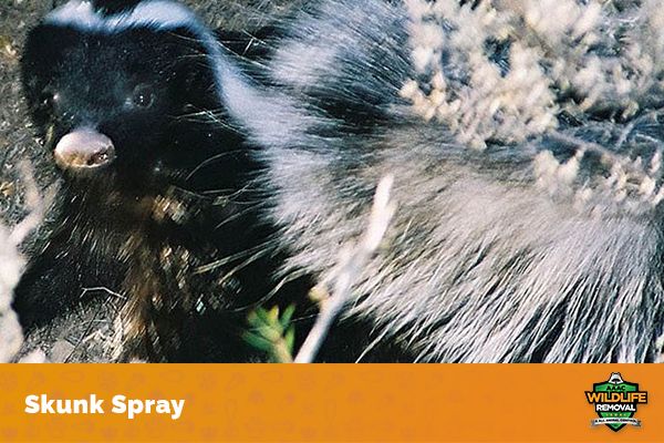 What Are The Predators of a Skunk? - AAAC Wildlife Removal