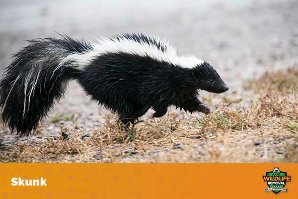 What Are The Predators of a Skunk? - AAAC Wildlife Removal