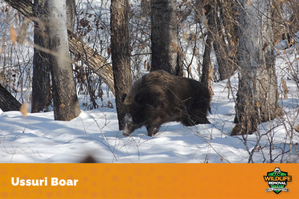 Ussuri Boar How Big is a Full-Grown Wild Boar? - AAAC Wildlife Removal