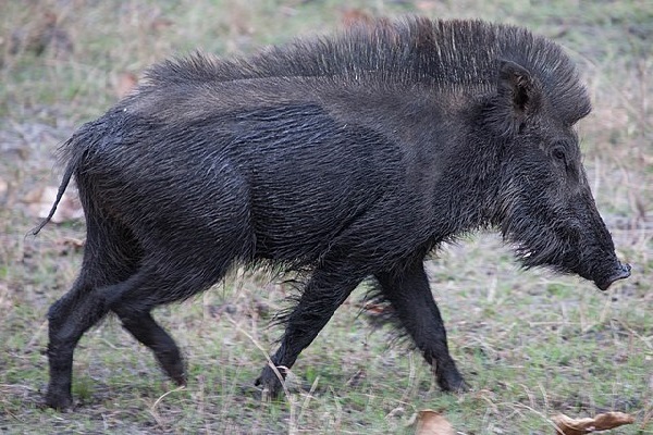 Image of a wild boar