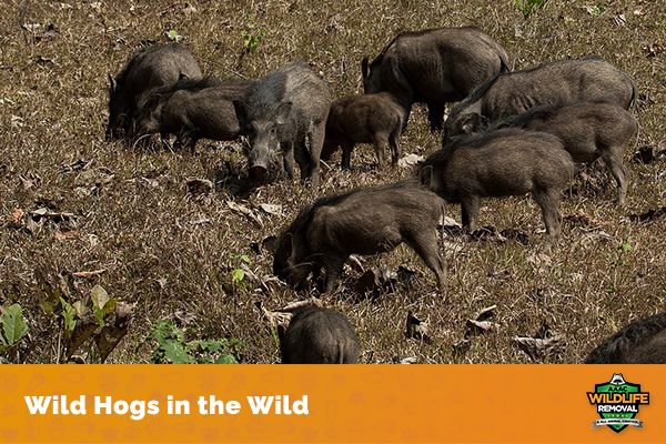 How Long Do Wild Boars Live