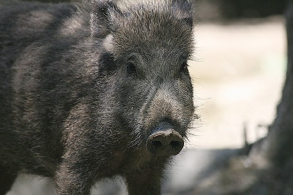 image of a wild boar