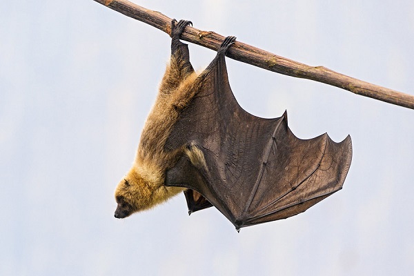 image of a bat hanging on tree