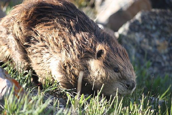 image of a beaver